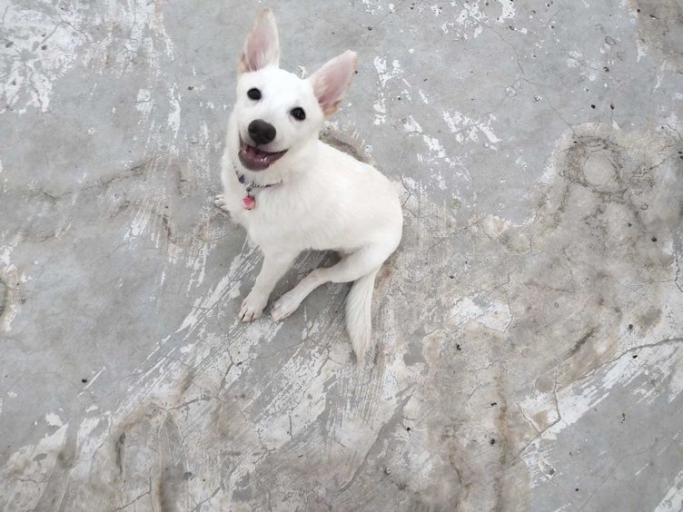 Pomeranian For Adoption In Hyderabad