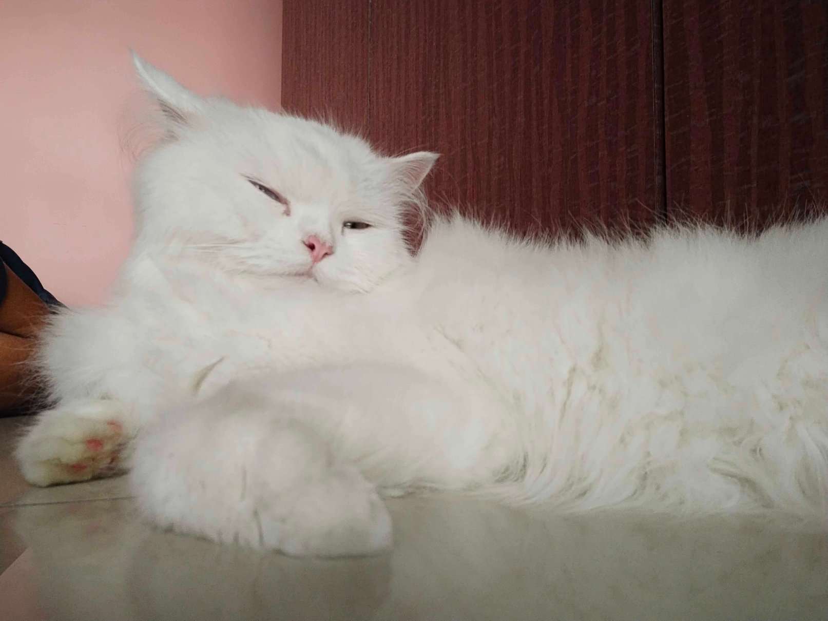Persian Dogs For  Mating In Mumbai