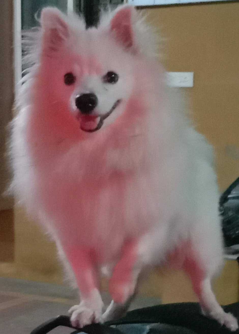 Pomeranian Dogs For  Mating In Chennai