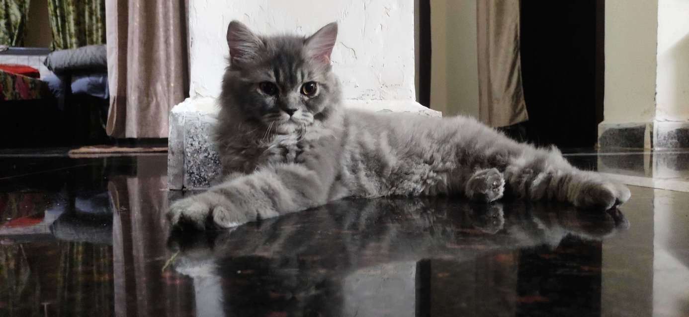 Persian Dogs For  Mating In Hyderabad