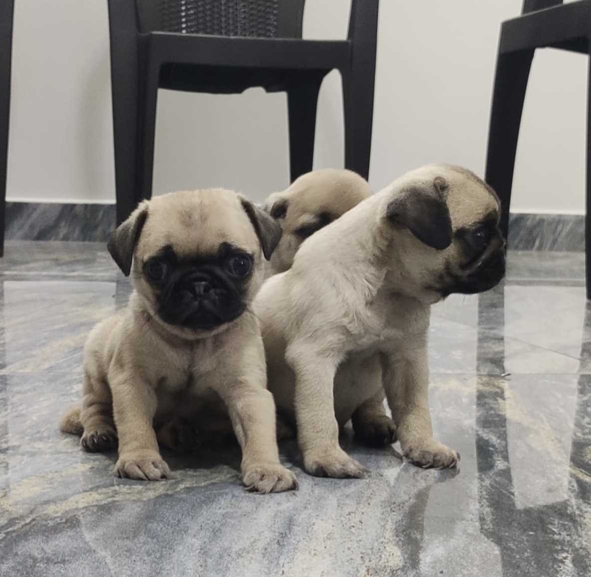 Pug For Sale In Kochi