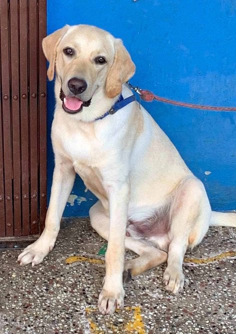 Labrador Retriever For Adoption In Chennai