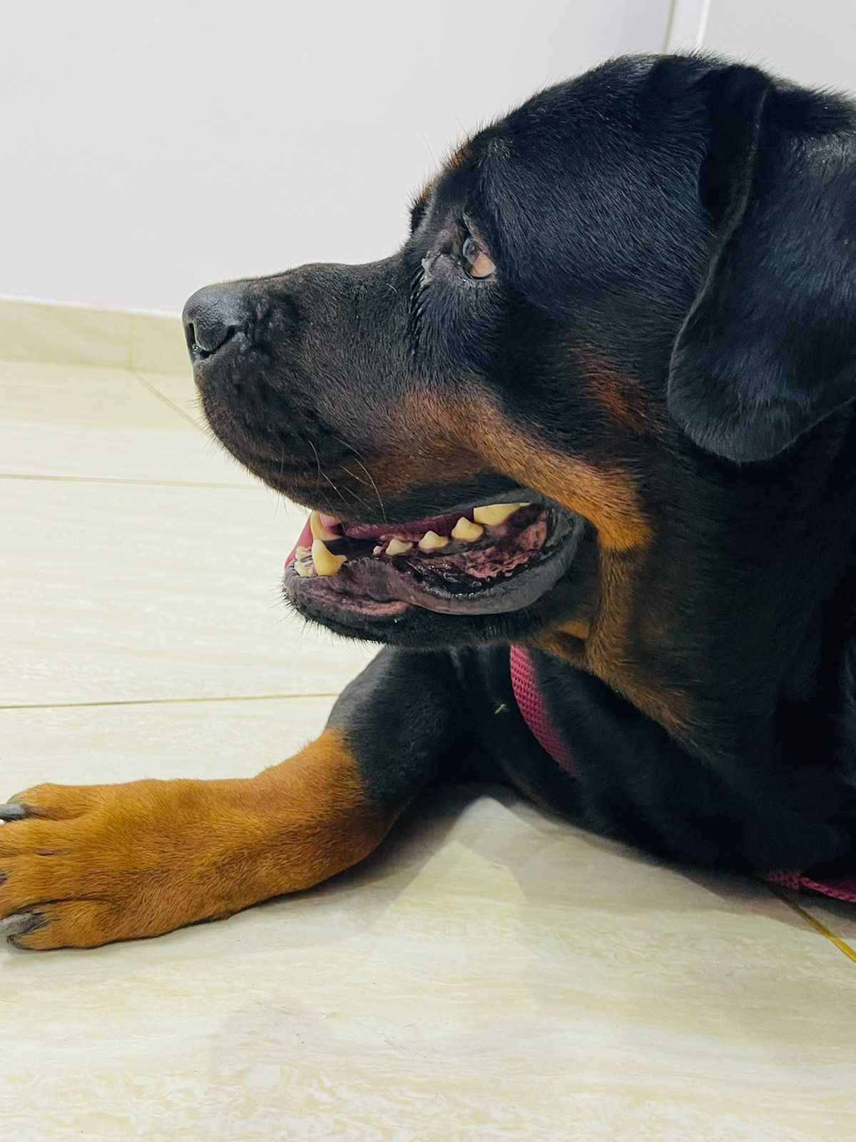 Rottweiler For Adoption In Pondicherry