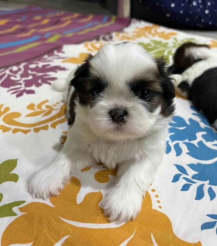 Shih Tzu For Sale In Pune