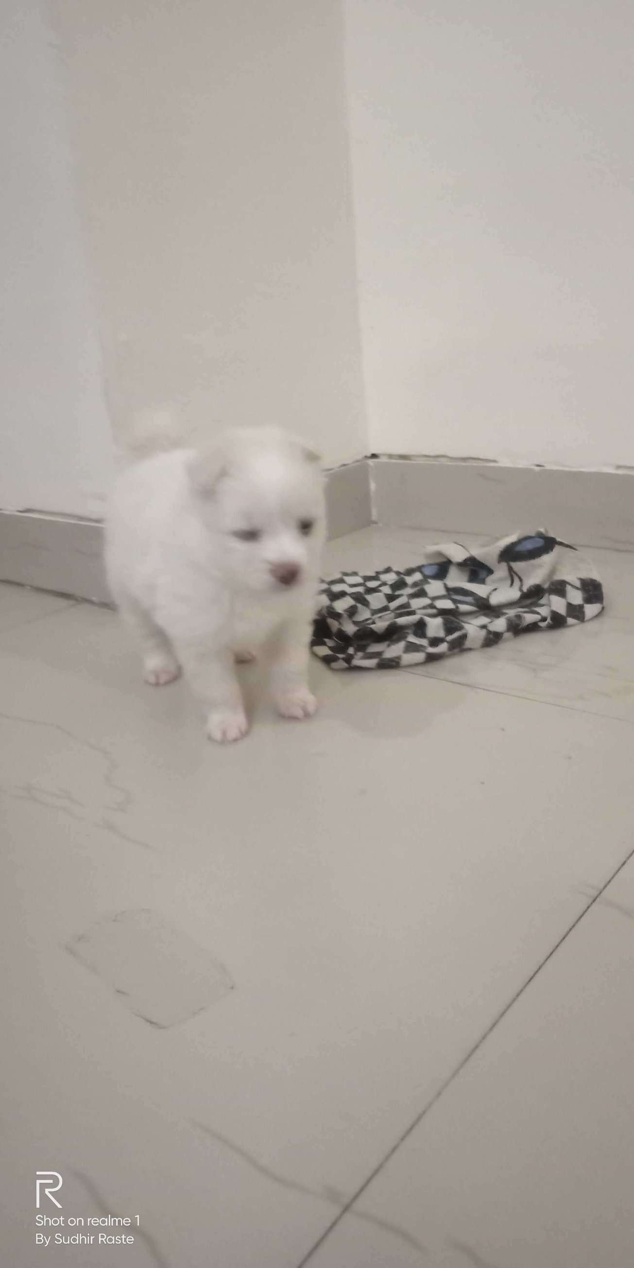 Pomeranian For Sale In Pune