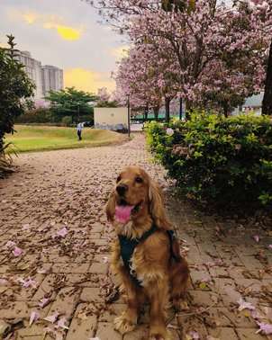 Cocker Spaniel Dogs For Mating In Bangalore