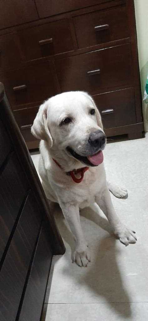 Labrador Retriever Dogs For Mating In Mumbai