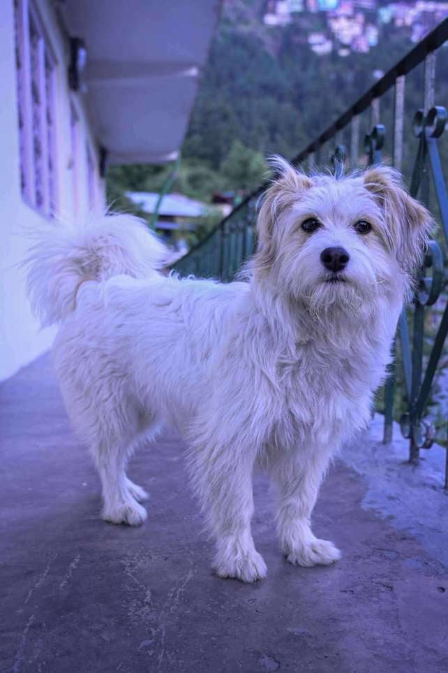 Shih Tzu Dogs For Mating In Shimla