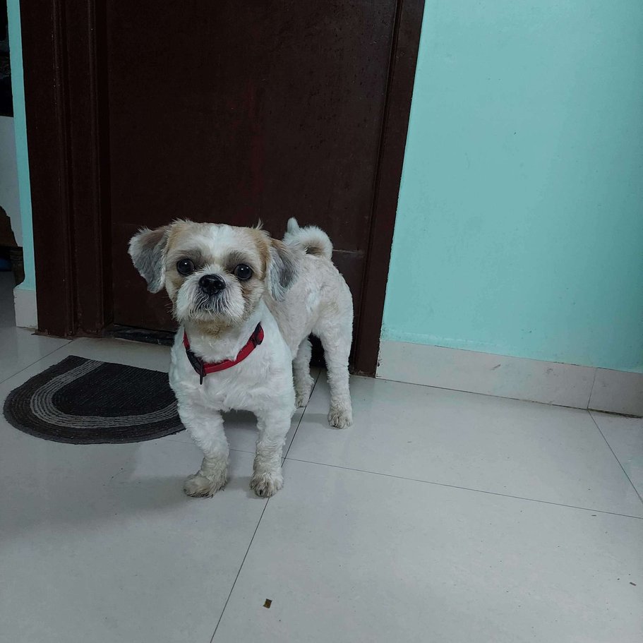 Shih Tzu Dogs For Mating In Chennai