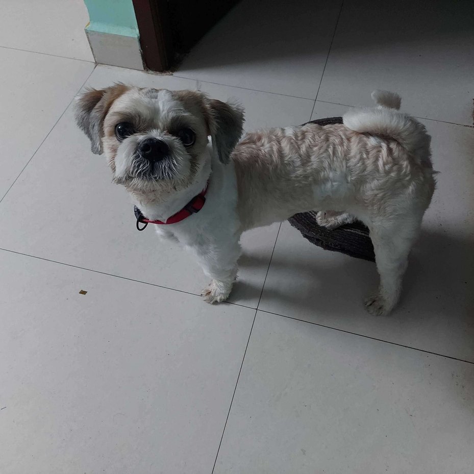 Shih Tzu Dogs For Mating In Chennai