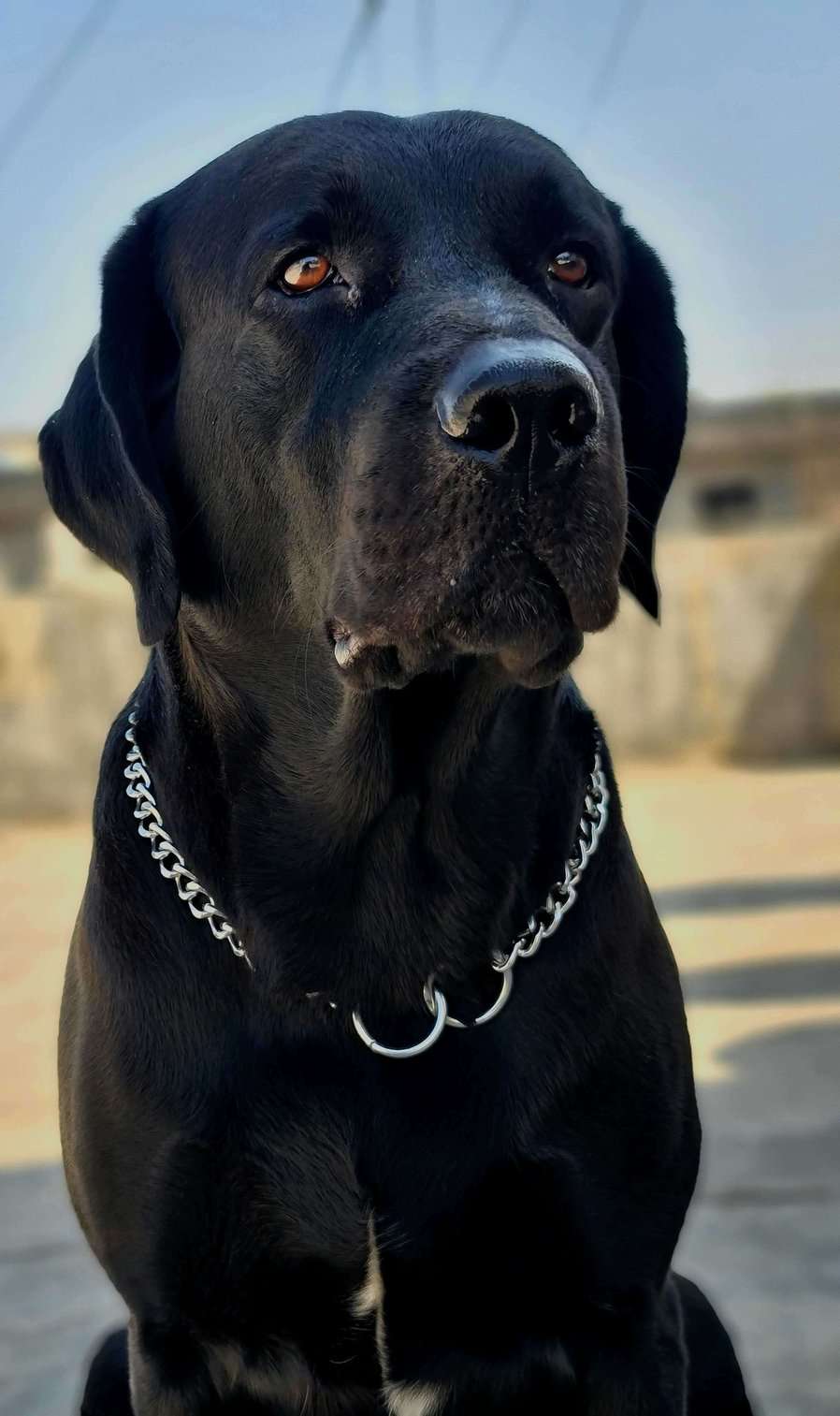 Labrador Retriever Dogs For Mating In Pune