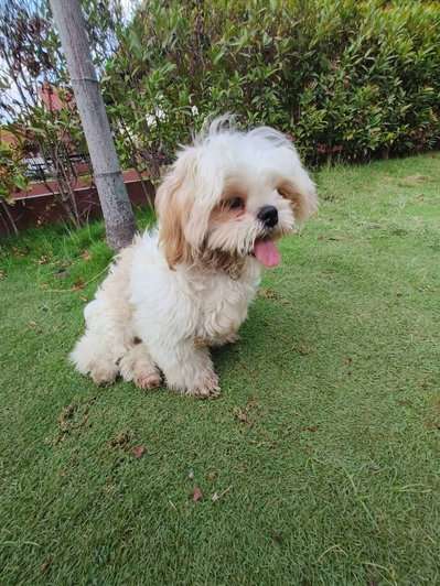 Shih Tzu For Sale In Hyderabad