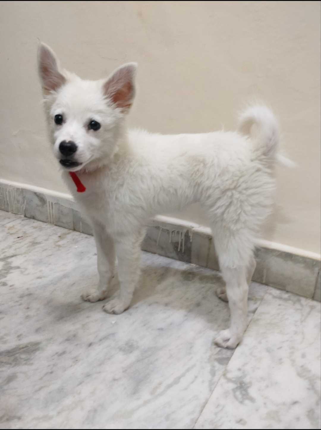 Spitz puppy shop for sale