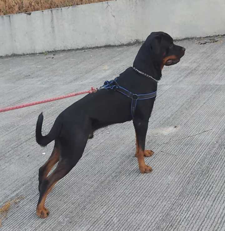 Rottweiler Dogs For Mating In Pune