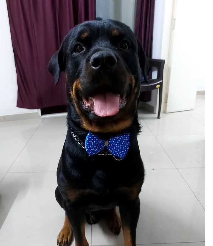 Rottweiler Dogs For Mating In Pune