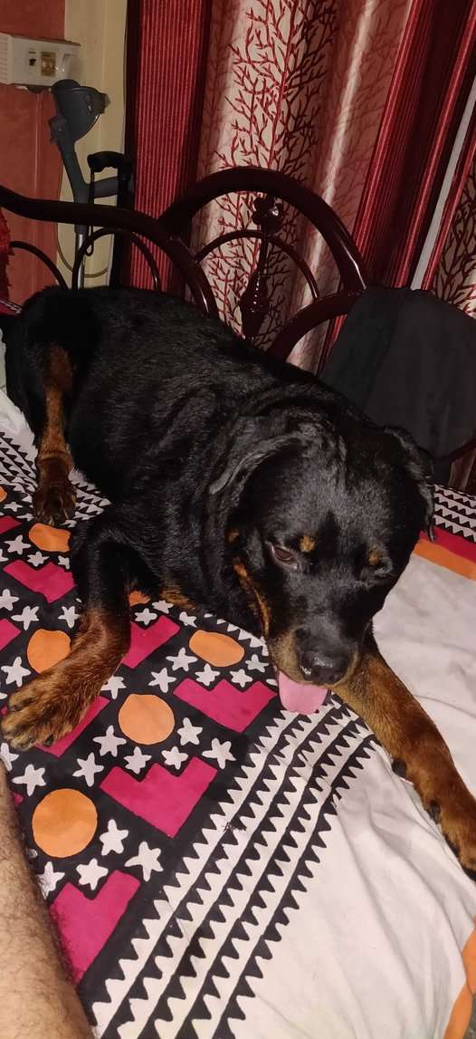 Rottweiler Dogs For Mating In Kolkata