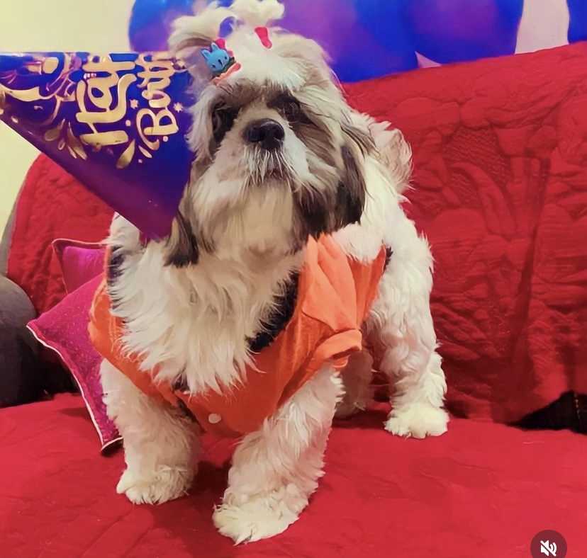 Shih Tzu Dogs For Mating In Noida