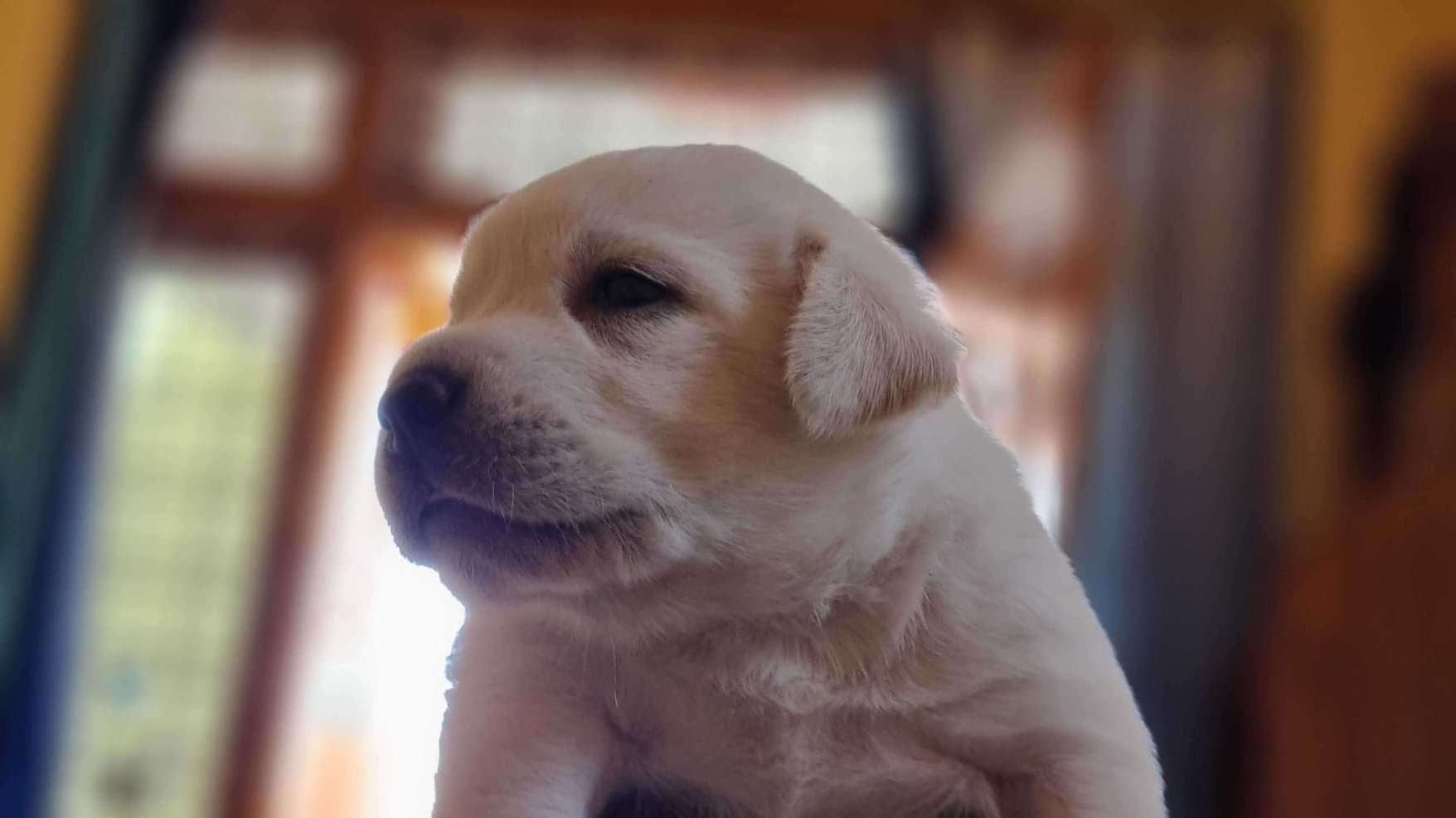 Labrador Retriever For Sale In Hyderabad