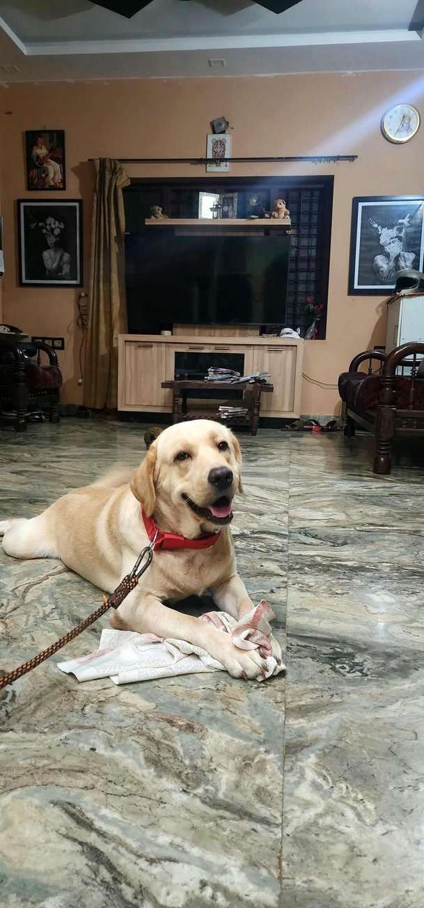 Labrador Retriever Dogs For Mating In Thrissur