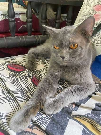 Persian For Sale In Hyderabad