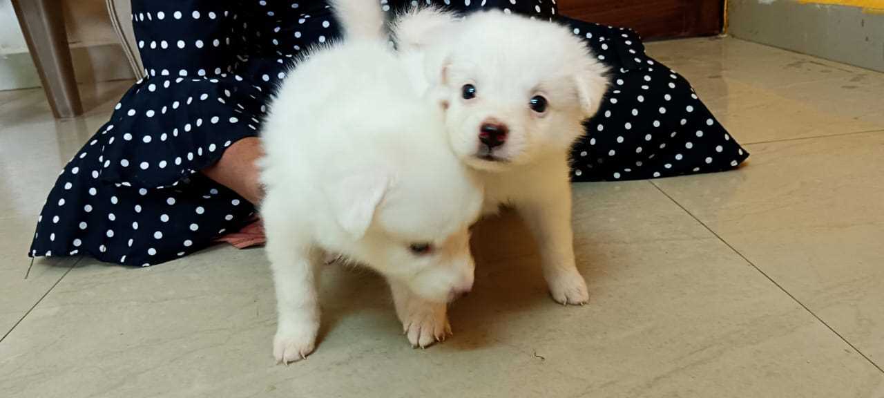 Find Purebred Puppies Dogs for sale in Bidar Mr n Mrs Pet