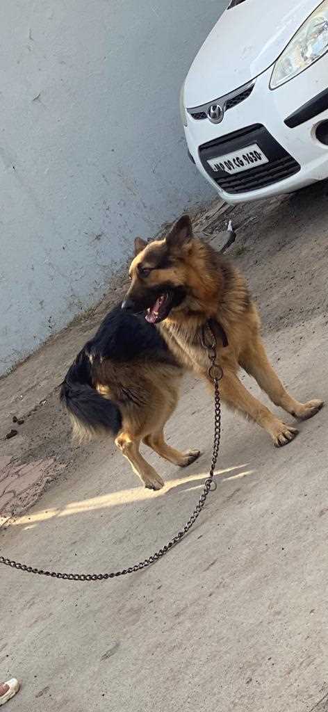 German Shepherd Dogs For Mating In Indore