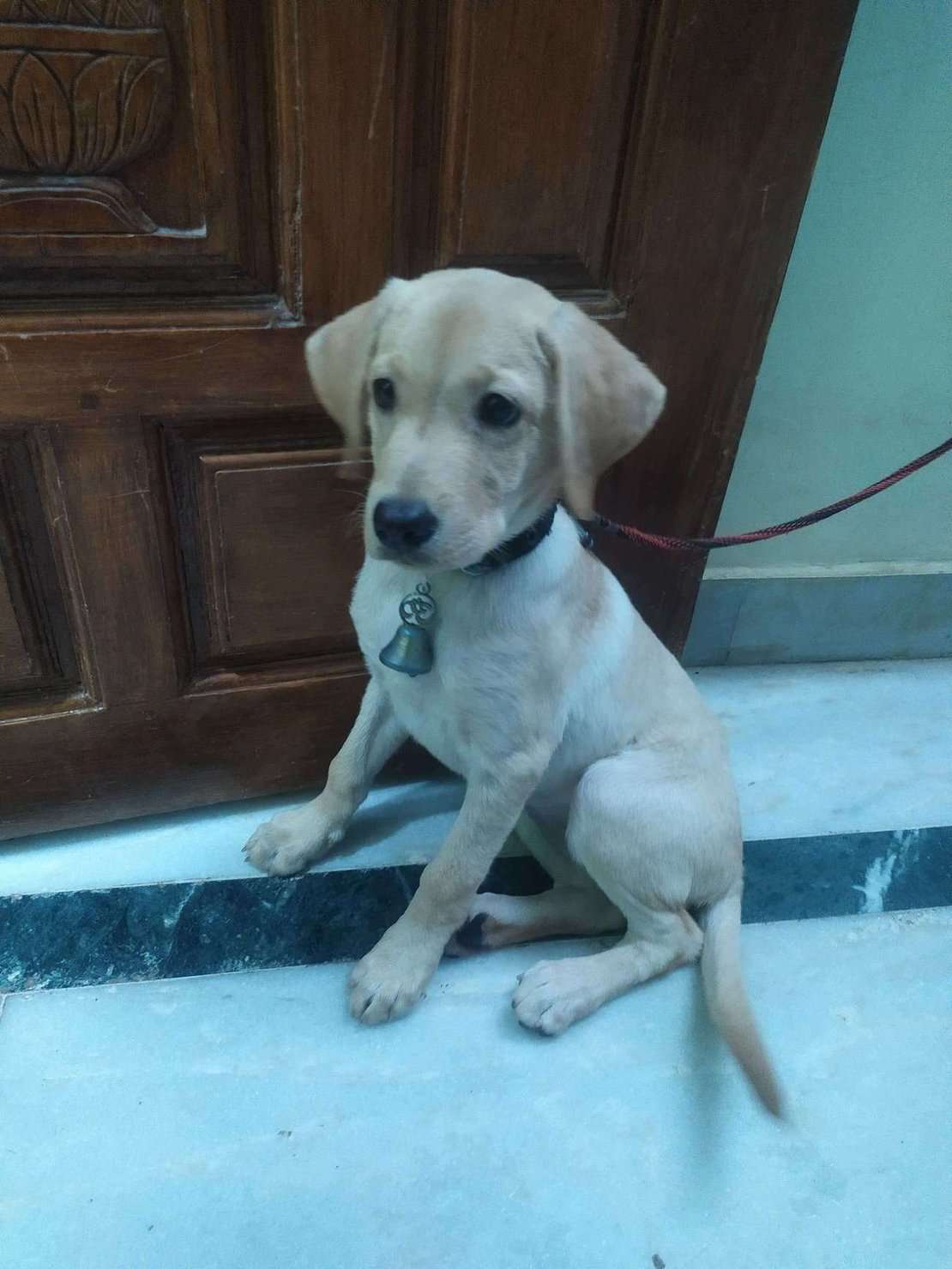 Labrador Retriever For Sale In Chennai