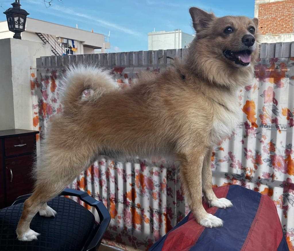 Pomeranian Dogs For  Mating In Hyderabad