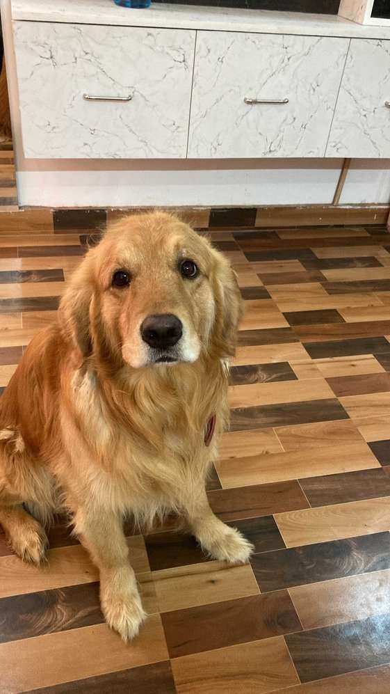 Golden Retriever Dogs For Mating In Barnala