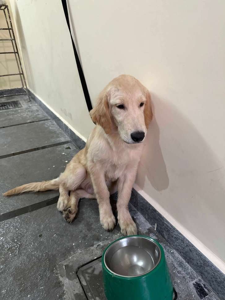 Golden Retriever For Sale In Hyderabad