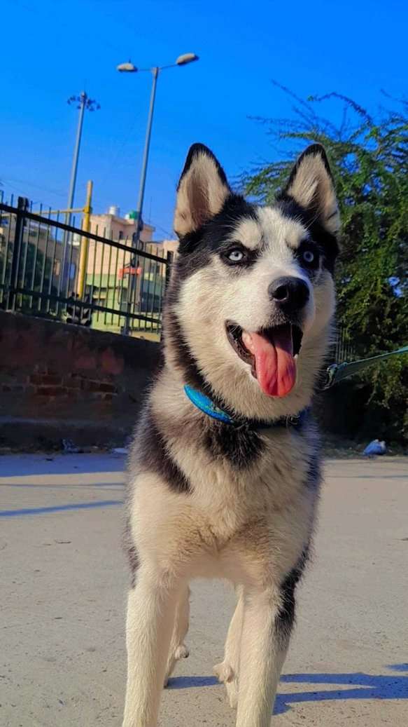 Siberian Husky Dogs For Mating In Delhi