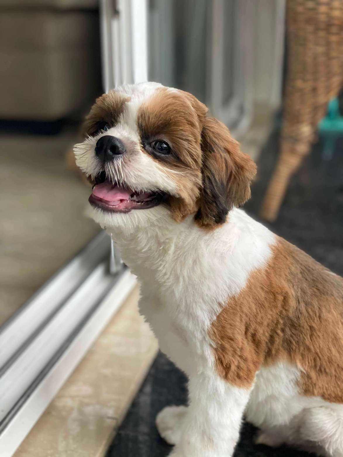 Shih Tzu Dogs For  Mating In Delhi