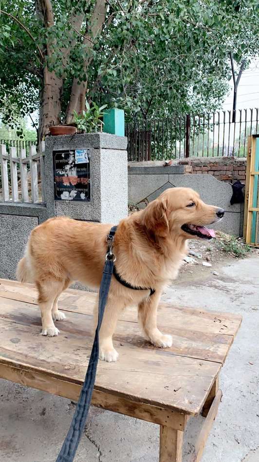 Golden Retriever Dogs For Mating In Delhi