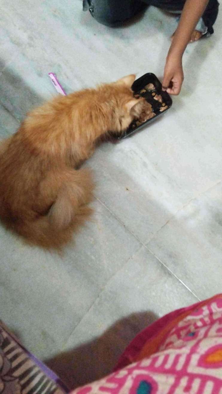 Persian Dogs For  Mating In Hyderabad