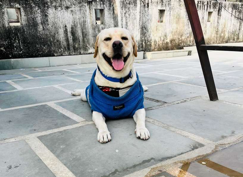 Labrador Retriever Dogs For Mating In Delhi