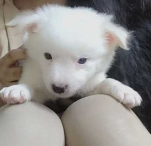 Indian Spitz For Adoption In Chennai