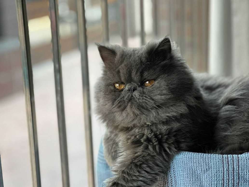 Smokey grey persian sales cat