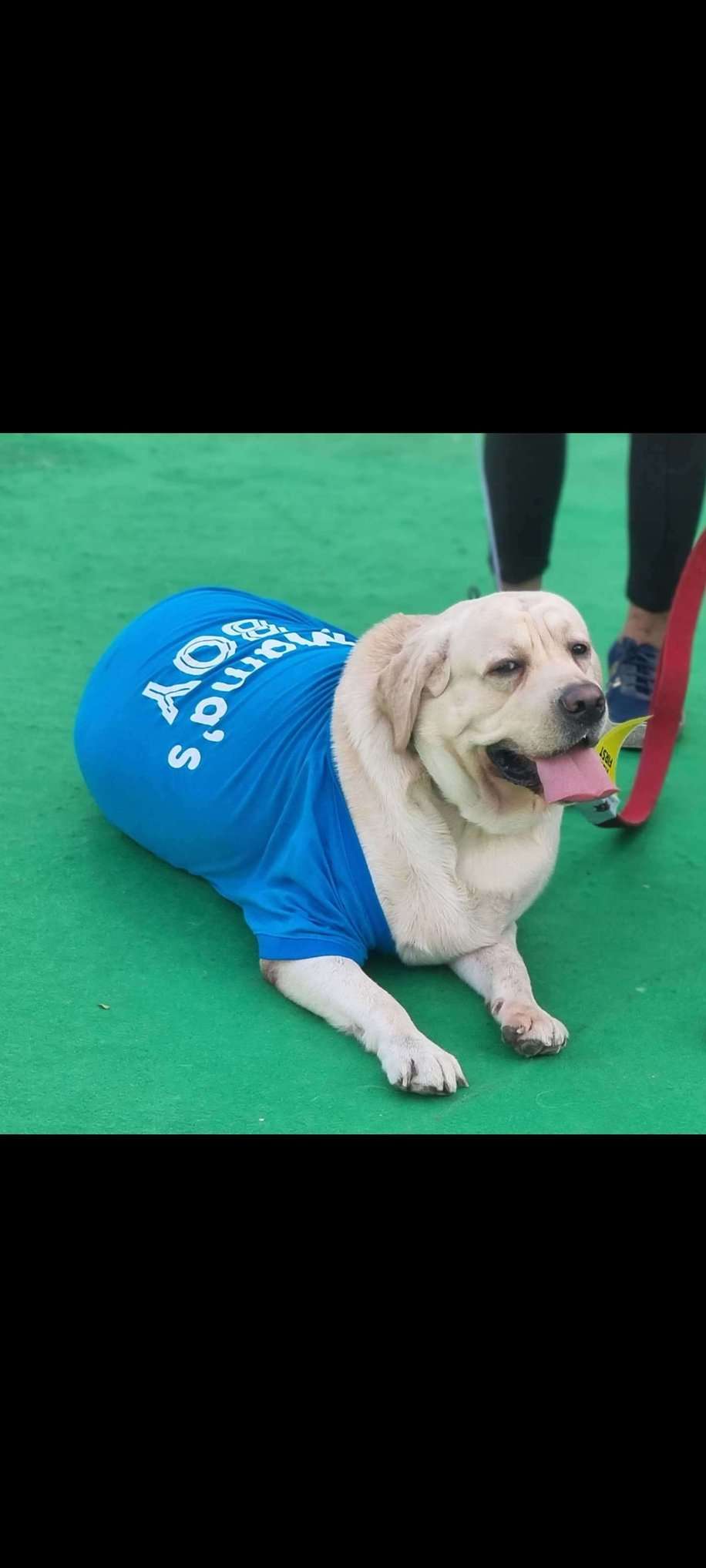 Labrador Retriever Dogs For Mating In Mumbai