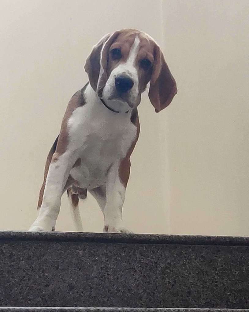 Beagle Dogs For  Mating In Pune
