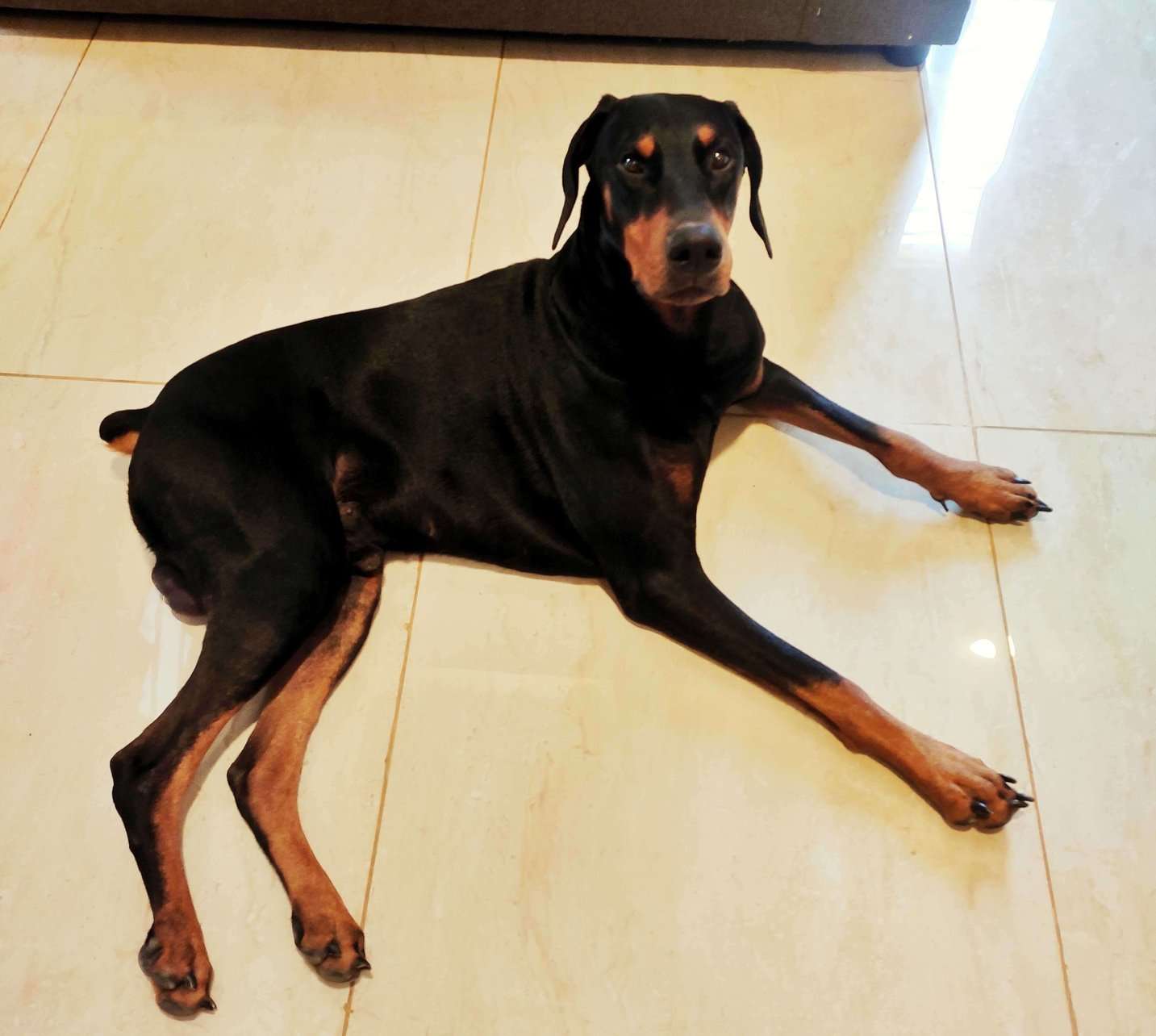 Doberman Pinscher Dogs For Mating In Bangalore