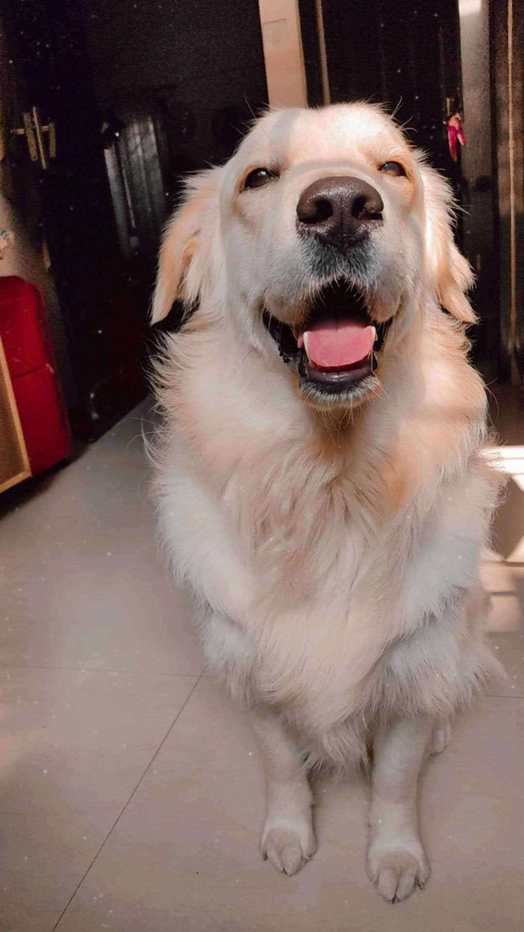 Golden Retriever Dogs For Mating In Bangalore