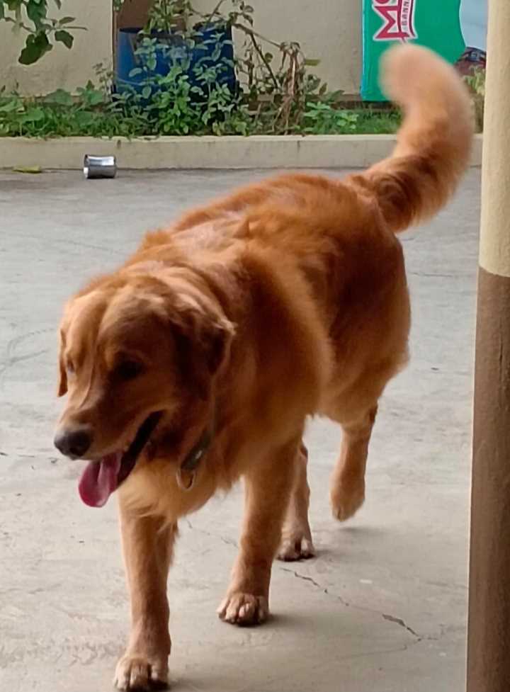 Golden Retriever For Adoption In Hyderabad