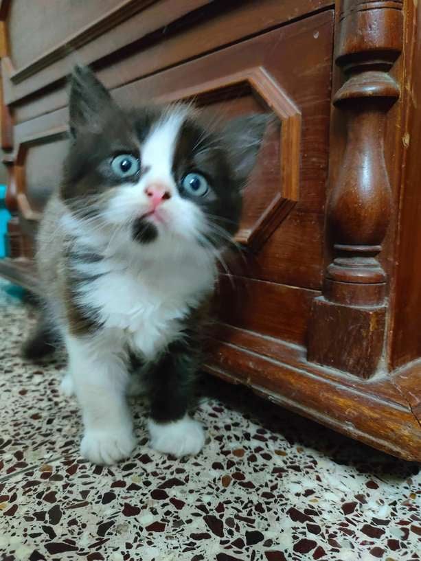 Persian For Sale In Bangalore