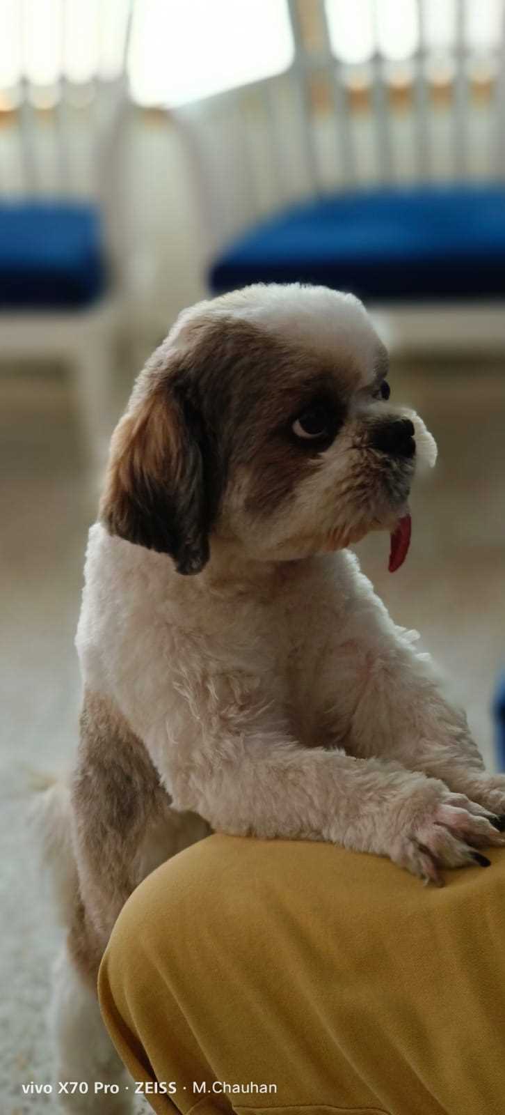 Shih Tzu Dogs For Mating In Delhi