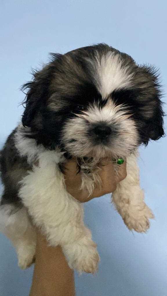 Shih Tzu For Sale In Chennai