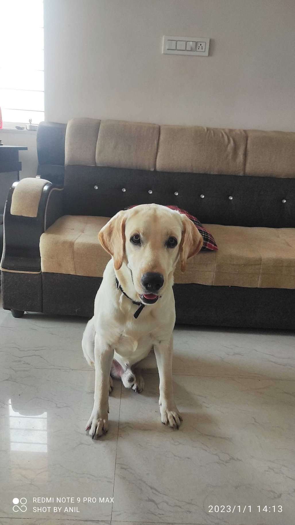 Labrador Retriever Dogs For  Mating In Secunderabad