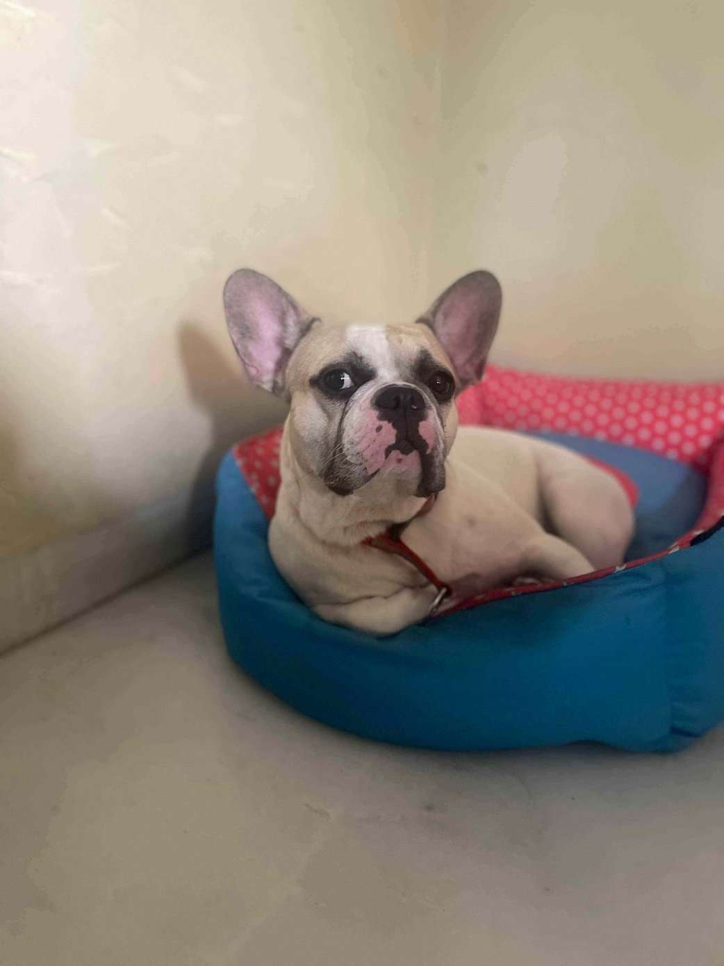 French Bulldog Dogs For Mating In Chandigarh