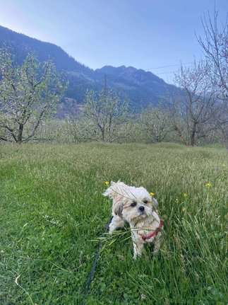 Shih Tzu Dogs For Mating In Delhi