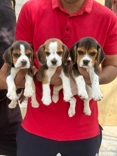 Beagle For Sale In Nasik