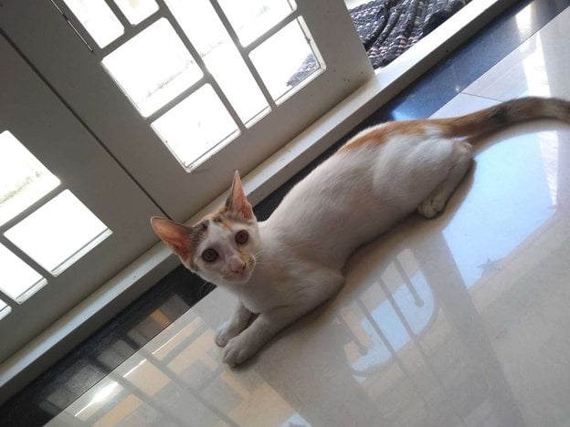 Indian Breed For Adoption In Pune